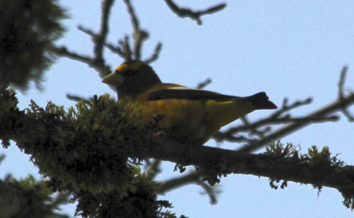 Evening Grosbeak